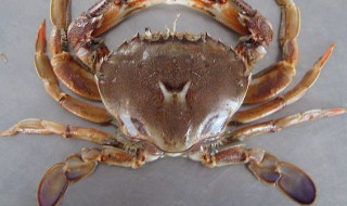 海蟹冷冻保存方法 怎么存放海蟹