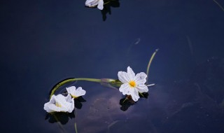 海菜花花期 海菜花如何繁殖