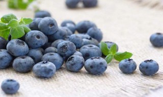 蓝莓味饮品制作方法 蓝莓味饮品怎么制作