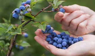 固体蓝莓如何做雪媚娘 蓝莓制作雪媚娘的方法