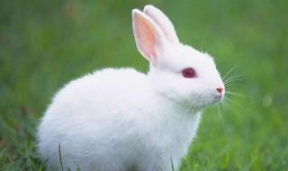 可爱的小白兔作文200字 兔子蹦蹦跳跳真可爱