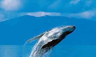 鲸的自述100字 鲸的自述范文