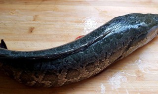 黑鱼怎么做好吃又简单 黑鱼的做法