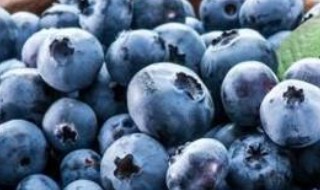 挑蓝莓的技巧 怎么挑选蓝莓