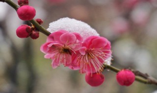 梅花的古诗有哪些 梅花的古诗列述