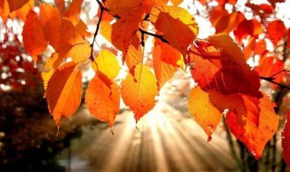形容秋天的词语有哪些 形容秋天的词语具体有哪些