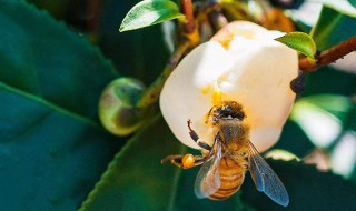 蜂王浆是什么 蜂王浆有什么功效