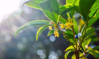 桂花什么季节开花 桂花介绍