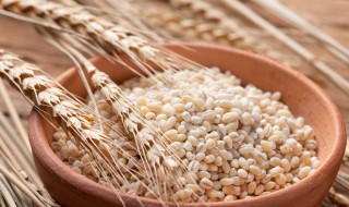 黍米是什么米 黍米有什么营养