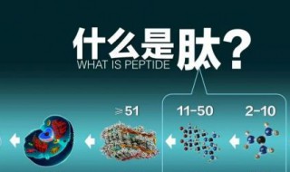 肽是什么 肽是什么东西