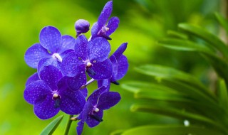 紫罗兰花语是什么 紫罗兰花语