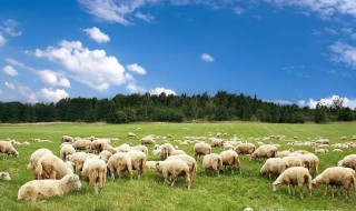 2021年伏羊节是哪天 伏羊节是2021年哪天