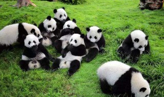 关于大熊猫的习性 关于大熊猫的知识