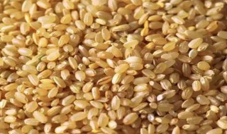 糙米有什么功效和作用 糙米功效介绍