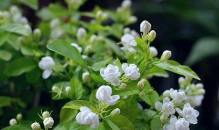 茉莉花功效与作用 茉莉花有什么好处