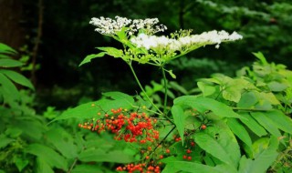 山露是什么植物 山露介绍