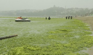 浒苔对海洋生态有哪些影响 关于浒苔对海洋生态有哪些影响