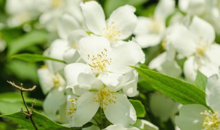 茉莉花泡水喝的功效 喝茉莉花有什么好处