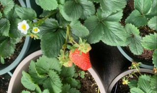 种草莓是什么意思啊 种草莓解释
