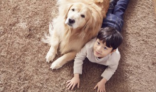 养金毛幼犬需要注意什么 养金毛幼犬的注意事项