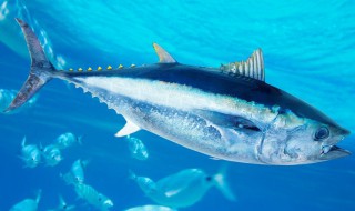 旗鱼为什么那么贵 蓝鳍金枪鱼为什么价格昂贵