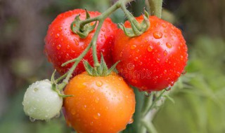 淡红色西红柿能下面条里吃吗 有什么好处