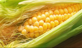 农单113玉米种的特征 用数据告诉你