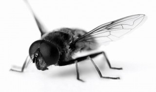 梦见苍蝇 代表着什么呢