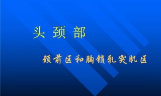 胸锁乳突肌位置 其有什么样的功能