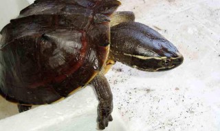 马来果龟的寿命 原来这么长
