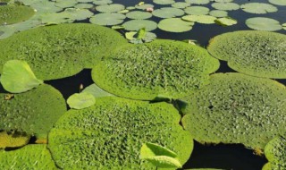 芡实种植技术 这三点很重要