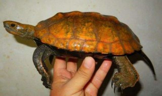 日本石龟的寿命 原来石龟的寿命那么短