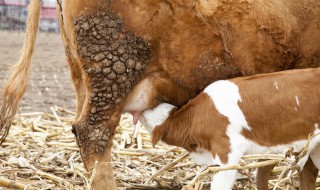 牛怎么分娩 牛分娩过程是什么样的？