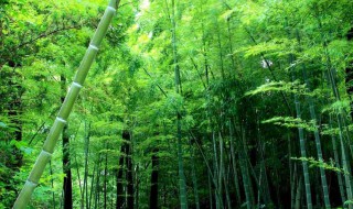 竹子象征什么 竹子的象征意义是什么