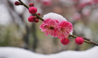 梅花是什么颜色的 梅花颜色简述