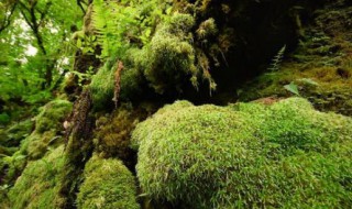 苔藓植物有哪些 苔藓类植物特征