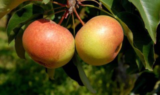苹果梨的功效与作用 苹果梨的功效与作用是什么