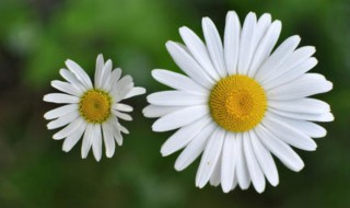 小雏菊的花语是什么 小雏菊代表什么