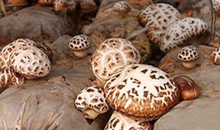 重阳菇怎么保存 重阳菇如何保存