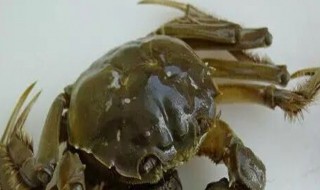 河蟹需要蒸多长时间 河蟹的简介