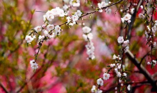 春有百花秋有月夏有凉风冬有雪原文和意思 春歌原文及意思