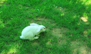 兔子为什么不吃窝边草 兔子不吃窝边草是什么原因