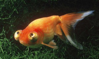 漂亮的金鱼是由什么鱼演变而来 怎么演变过来呢