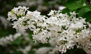 丁香花什么颜色 丁香花颜色简述