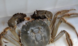 大螃蟹怎么保存才不会死 大闸蟹怎样储存不会死