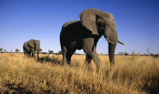 描写大象的句子 关于大象的优美句子