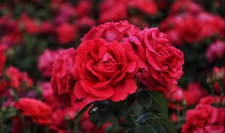 形容玫瑰花的唯美句子 形容玫瑰花的唯美句子推荐