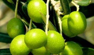 新鲜橄榄怎么保存 存放橄榄的方法