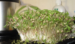 如何发绿豆芽 什么时候能够成功
