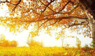 秋天美景的句子 秋天美景的句子有哪些